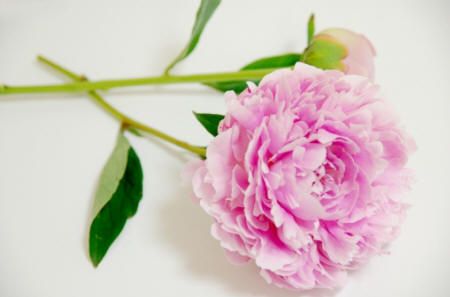 VNN 䉖 Ⴍ₭  A flower plant peony