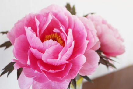 植物 花 牡丹 ボタン ぼたん 美しい きれい キレイ 綺麗 ピンク ぴんく 桃色 はな フラワー 花屋 日本 和 和風 和素材 ナトリグサ ハツカグサ ぼうたん ぼうたんぐさ 富貴草(フウキソウ) 富貴花 百花王 花王 花神 花中の王 百花の王 天香国色 名取草 深見草 二十日草(廿日草) 忘れ草 鎧草 芍薬 しゃくやく シャクヤク